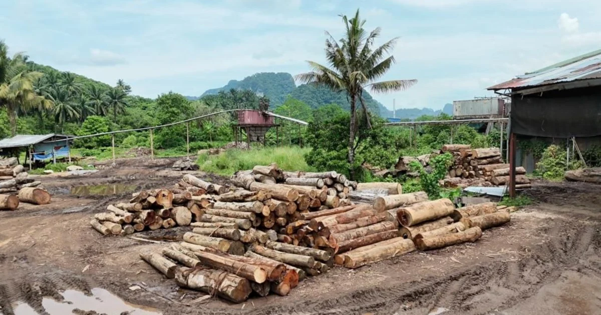 Eleven detained as authorities crack down on illegal timber operations across east coast